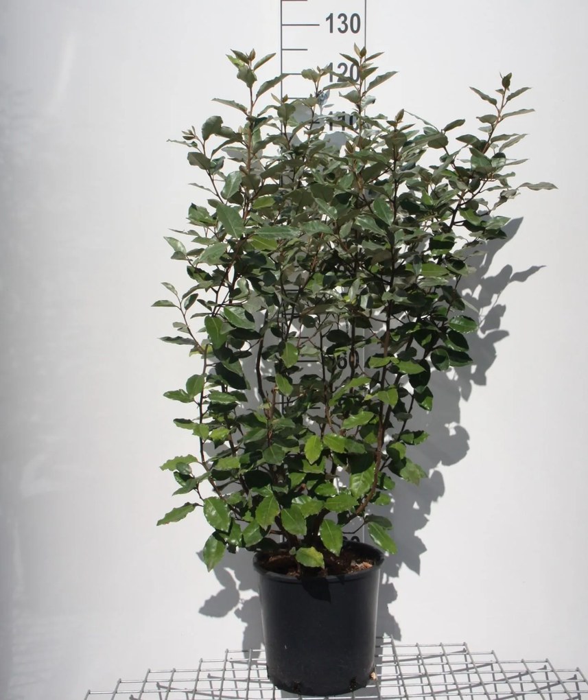 Elaeagnus x ebbingei 'Compacta' - pot 10L - 80+ cm