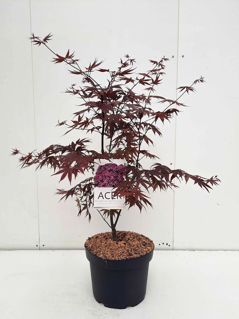 Acer palmatum 'Bloodgood' - pot 10L - 70-80 cm