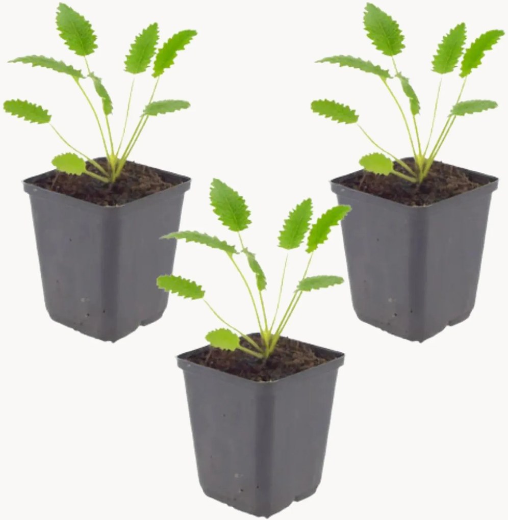 Planten Grote Berenklauw Sanguisorba officinalis Tanna, 3-delig