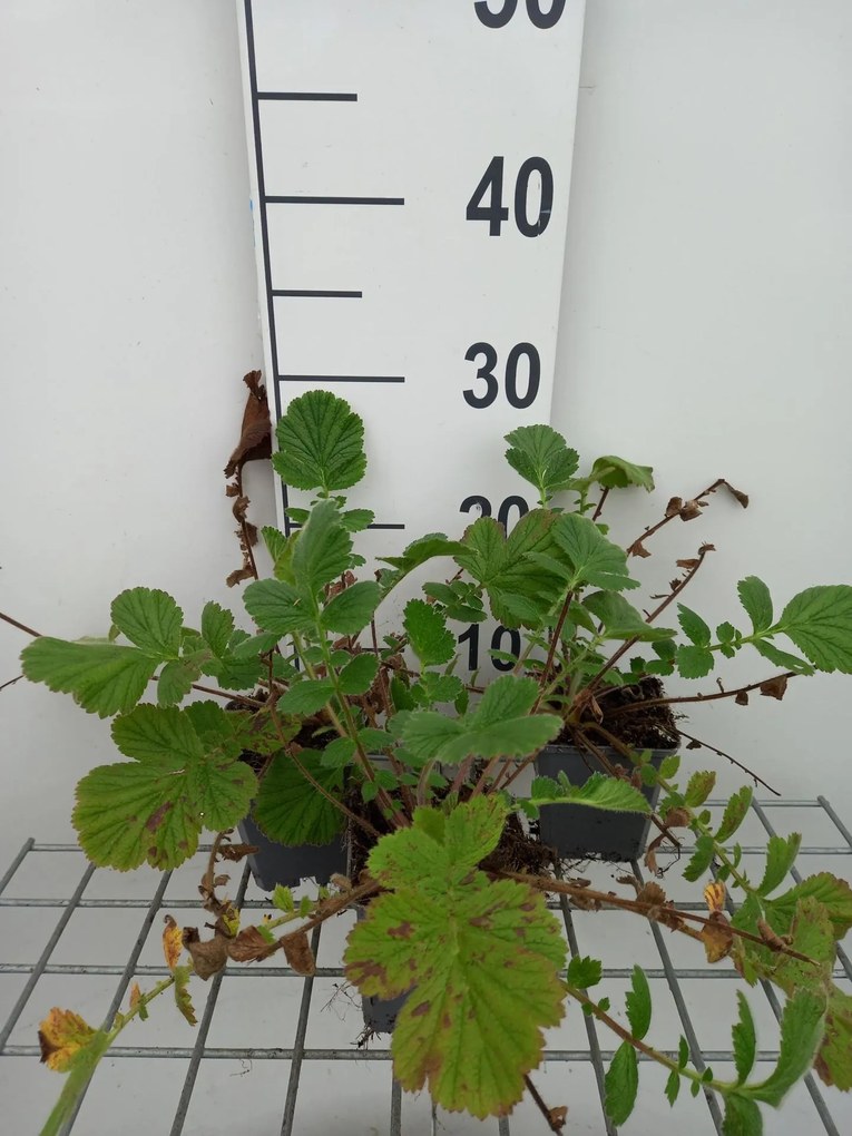 Geum 'Prinses Juliana' - pot 9x9 cm
