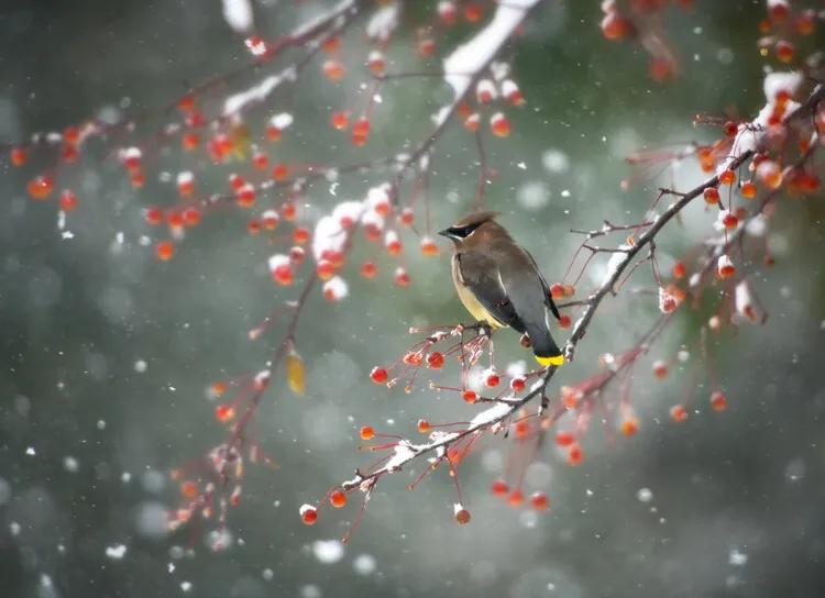 Kunstfotografie First Snow, Hong Chen, (40 x 30 cm)