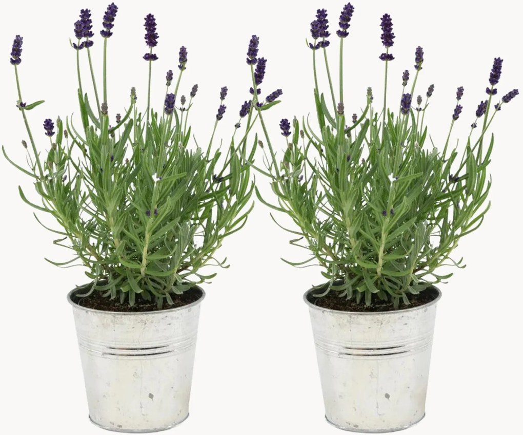 Planten Lavender Lavandula Angustifolia met deluxe potten, 2-delig