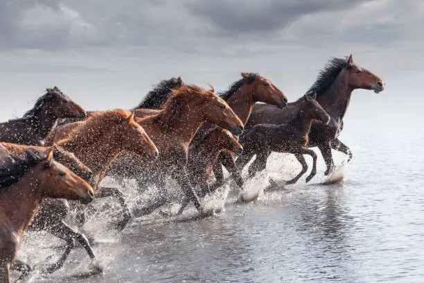 Foto Herd of Wild Horses Running in Water, tunart