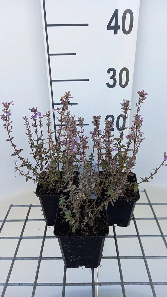 Nepeta x faassenii 'Publu' (Purrsian Blue) - pot 9x9 cm -