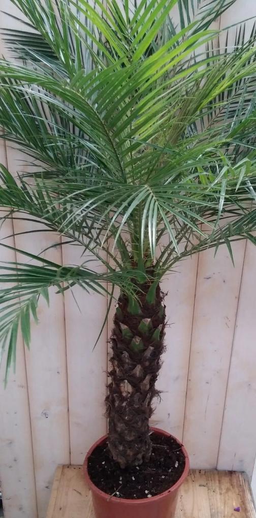 Palmboom 120 cm Waterntuin Natuurlijk