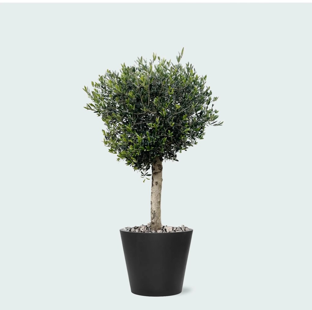 Combi deal - Olea Lorc inclusief Bucket - 180 cm