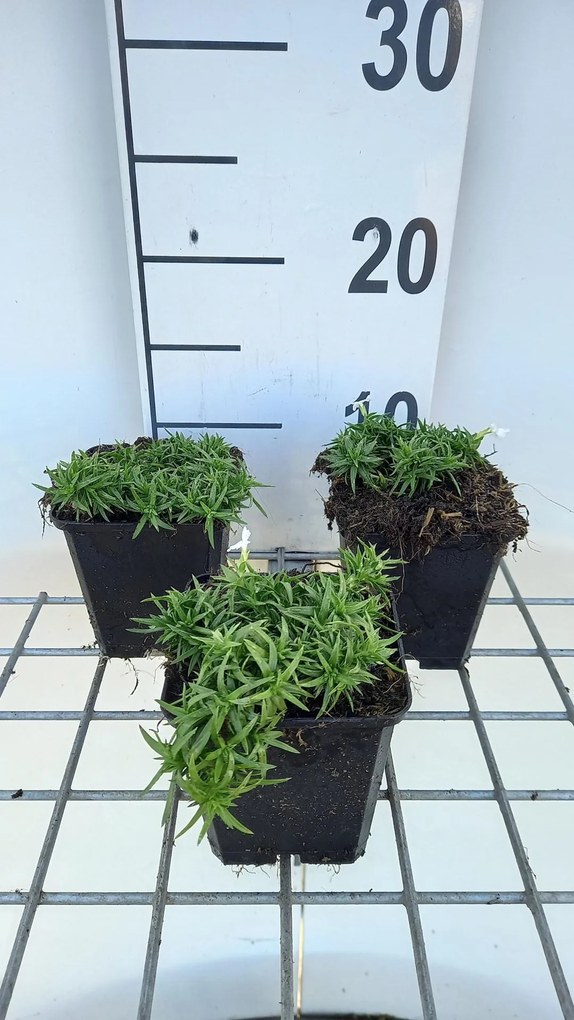 Phlox 'Snowflake' - pot 9x9 cm