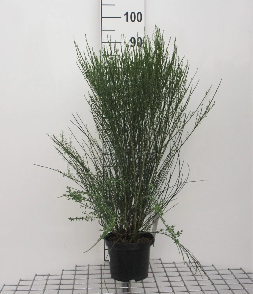 Cytisus 'Apricot Gem' - pot - 40-60 cm