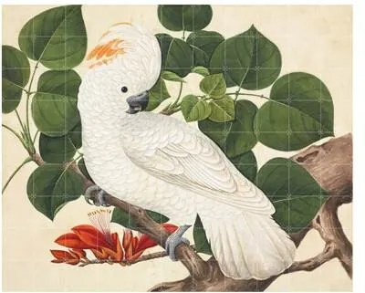 Cockatoo Wandsysteem 120 x 140 cm