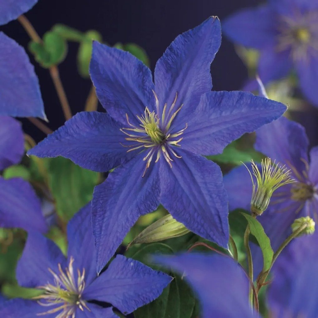 Klimplant Clematis Rhapsody 75 cm