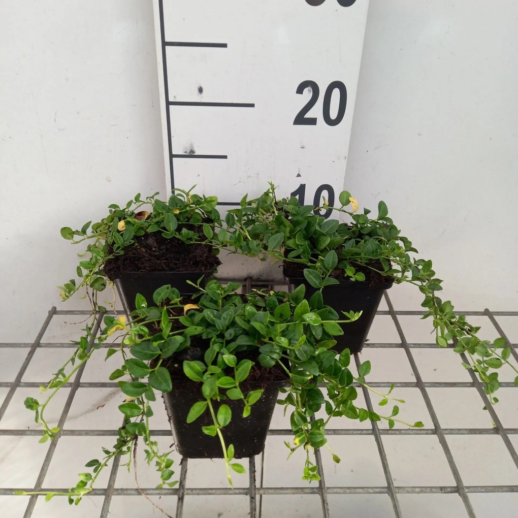 Vinca minor 'Elisa' - pot 9x9 cm