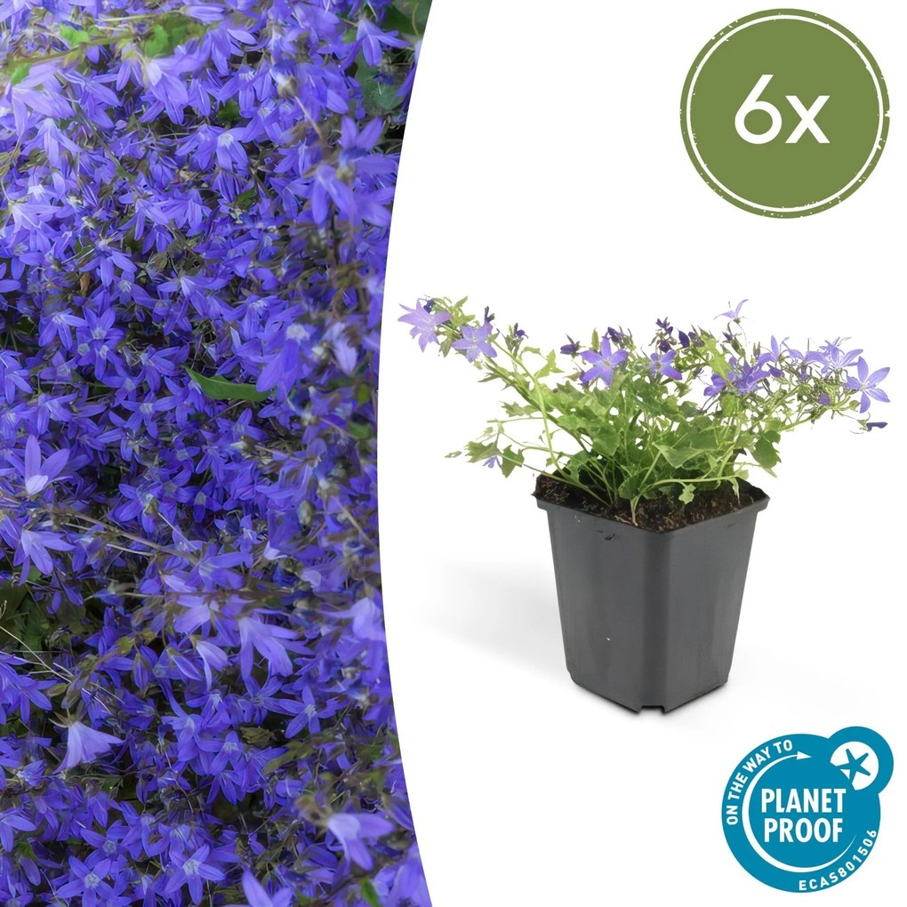 Campanula poscharskyana 'Stella' - 20cm