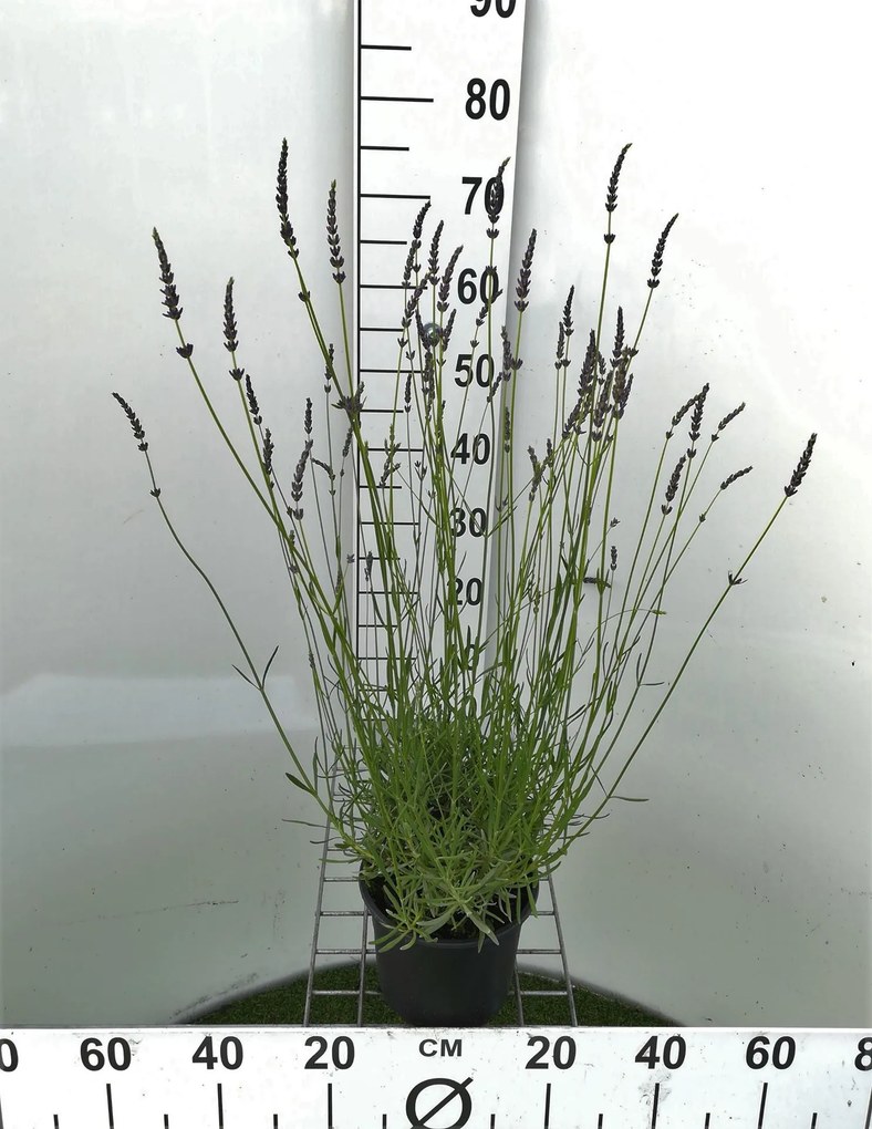 Lavandula x intermedia 'Grosso' - pot 3L -