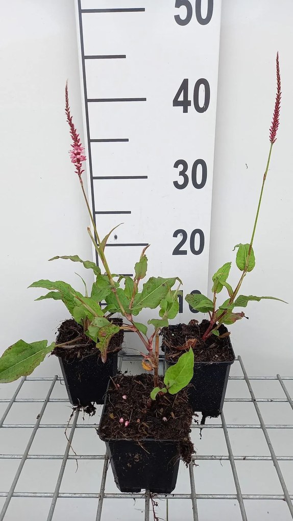 Persicaria amplexicaulis 'Fascination' - pot 9x9 cm -