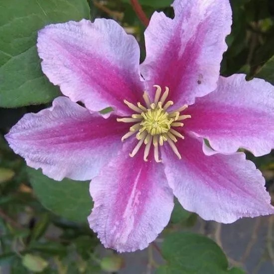 Clematis Piilu - Klimplant roze Klimplanten van