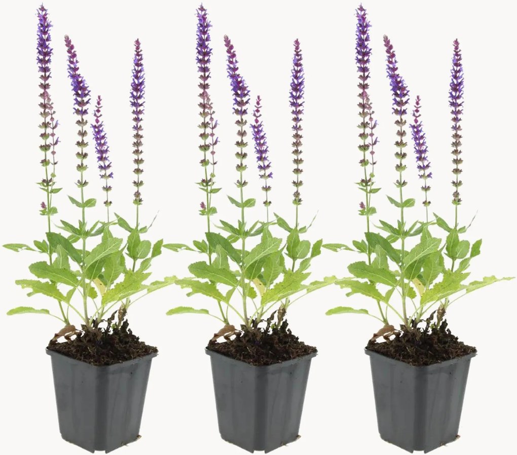 Planten Sage Salvia nemorosa Ostfriesland, 3-delig