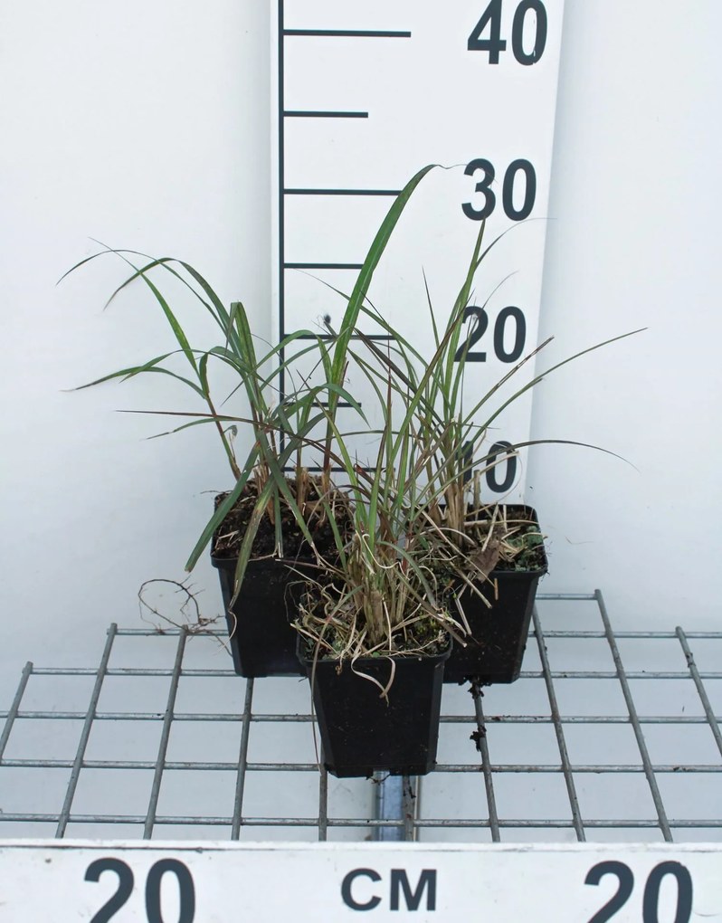 Miscanthus sinensis 'Red Chief' - Prachtriet - pot 9x9 cm -