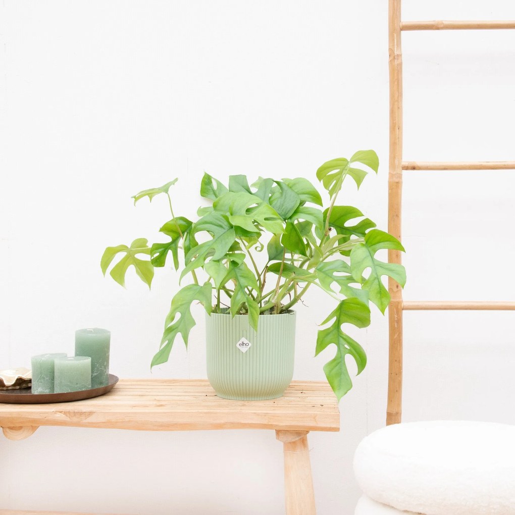 Monstera Minima - 30cm