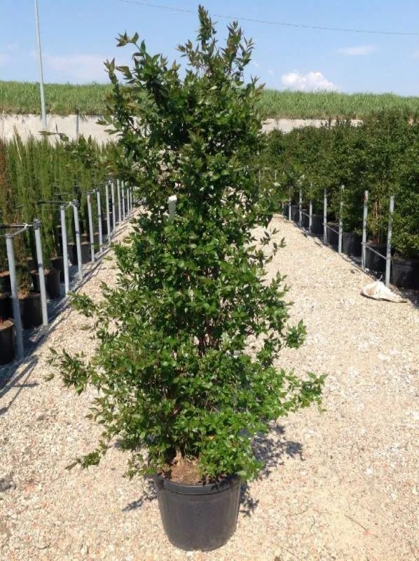 Abelia x grandiflora - pot 30L - 125-150 cm
