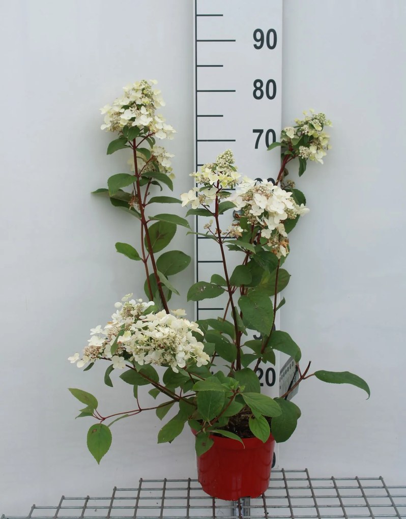Hydrangea paniculata 'Wim's Red' - pot - 40-50 cm