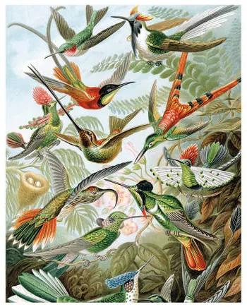 Behangpaneel Exotic Birds