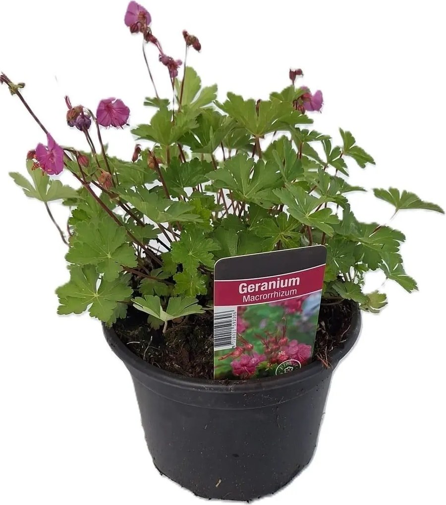 Geranium macrorrhizum - pot 2L - Rotsooievaarsbek