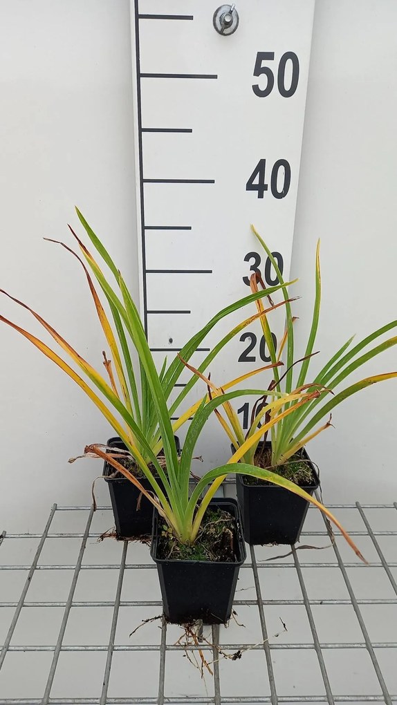 Hemerocallis 'White Temptation' - pot 9x9 cm