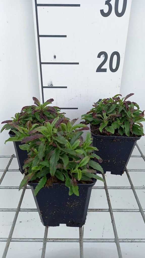 Veronica spicata 'Heidekind' - pot 9x9 cm -