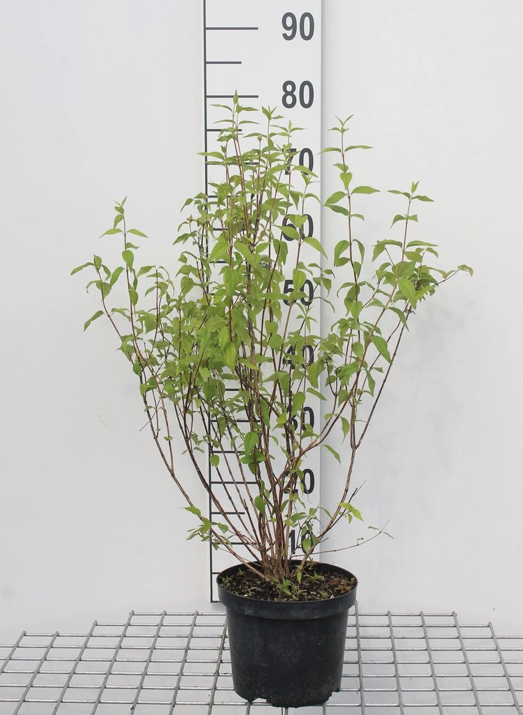 Philadelphus 'Lemoinei' - pot - 50-60 cm