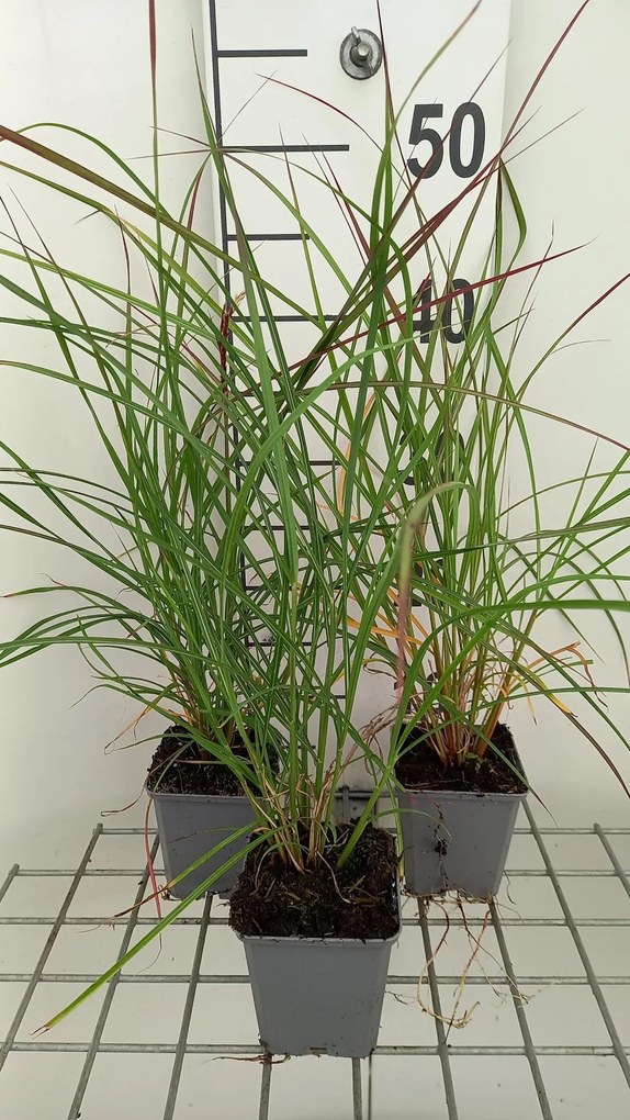 Miscanthus sinensis 'Rica 20' (Ruby Cute, Ruby Cute) - pot 9x9 cm