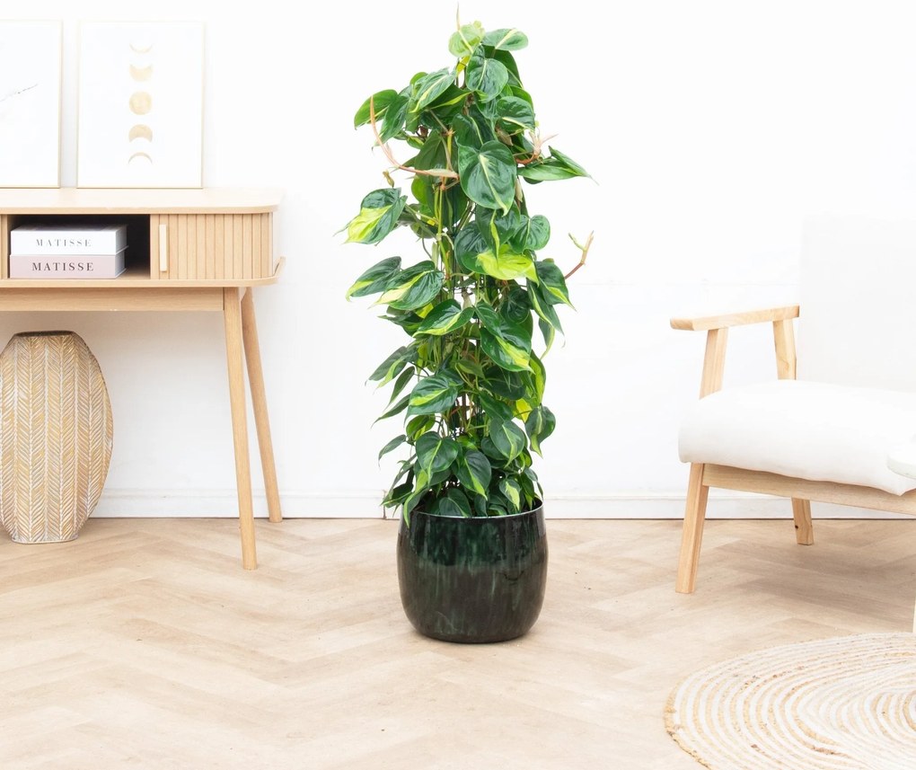 Philodendron Brasil gaasrek - 120 cm