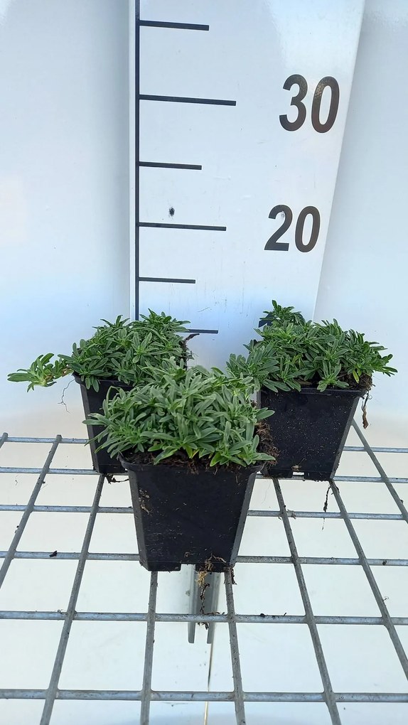 Saponaria 'Bressingham' - pot 9x9 cm