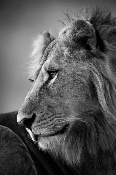 Foto Mono close-up of male lion looking left, nicholas_dale