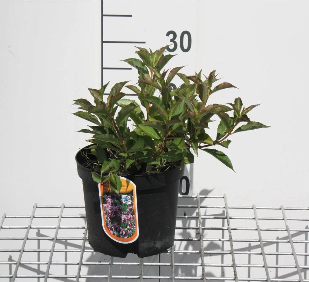 Weigela florida'Plangen'(Pink Poppet) - pot - 30-40 cm -