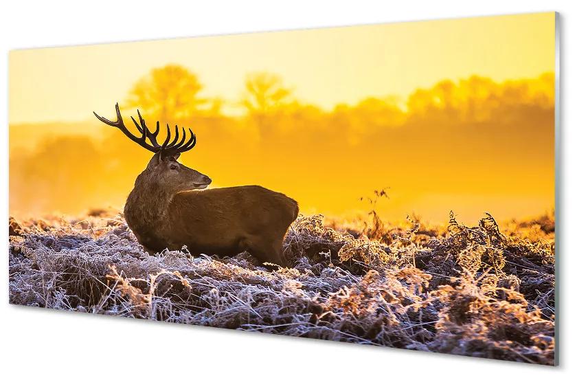 Foto op plexiglas Herten winter zonsopgang 100x50 cm