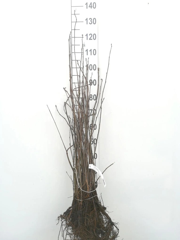 Sorbus aucuparia - blote wortel - 60-90 cm -