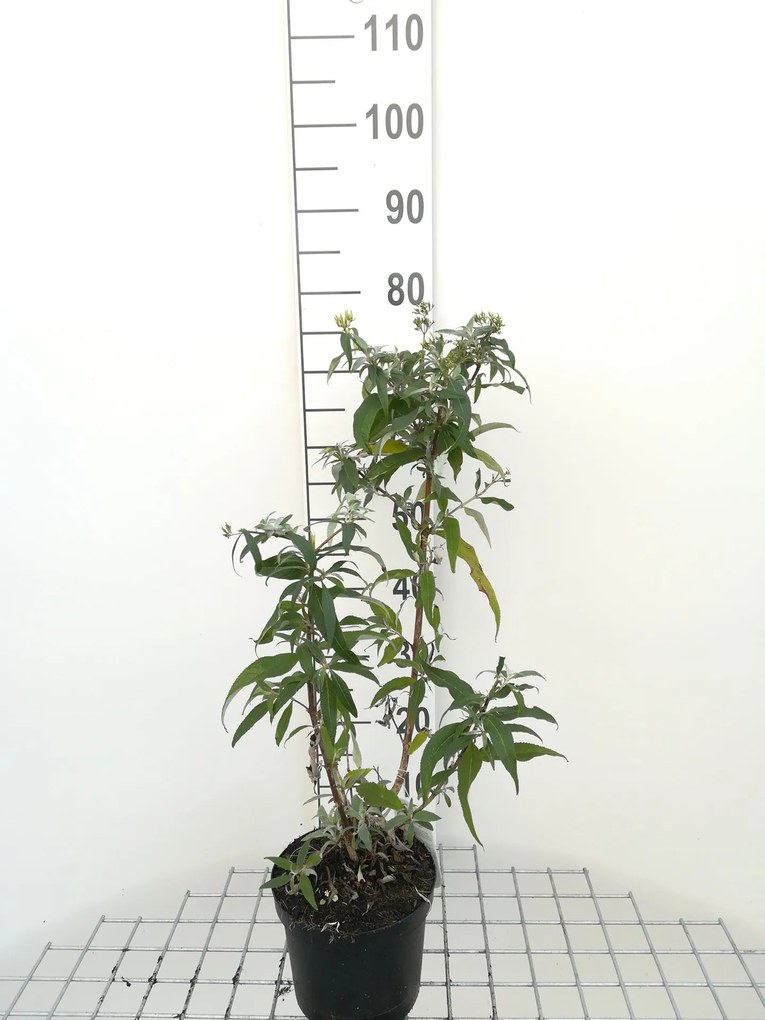 Buddleja davidii 'White Profusion' - pot - 40-60 cm -