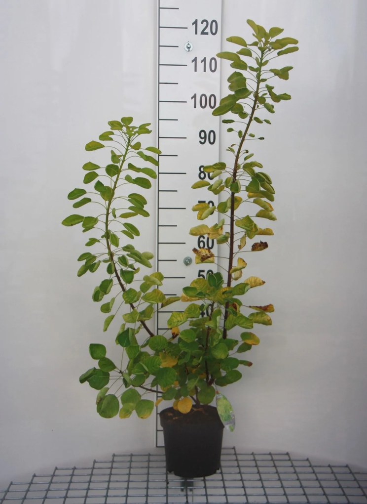 Cotinus coggygria 'Ancot' (Golden Spirit) - pot - 40-60 cm -