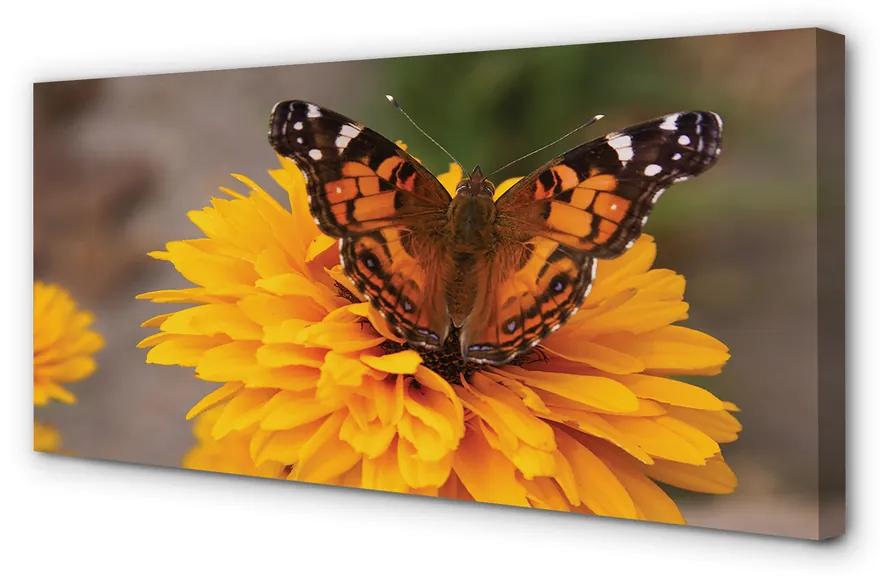 Foto op canvas Kleurrijke vlinderbloem 100x50 cm