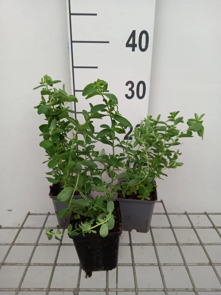 Sint-Janskruid, hertshooi - pot 9x9 cm (Hypericum perforatum) -