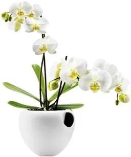 Orchidee Vaas