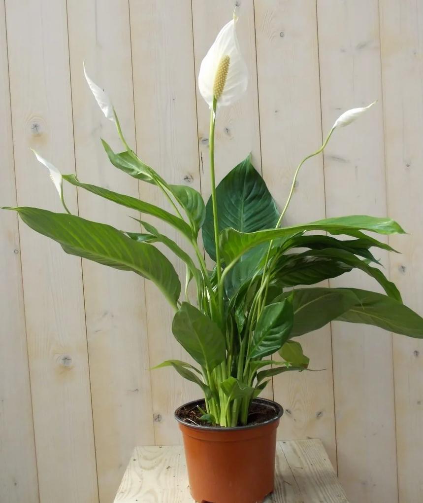 Lepelplant Spathiphyllum 80 cm