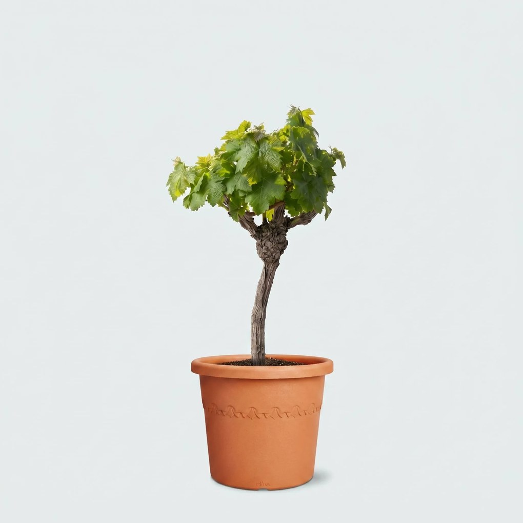 Druivenboom (Vitis Vinifera Bianca) - 60cm