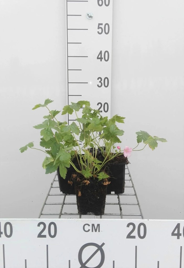 Geranium endressii 'Wargrave Pink' - pot 9x9 cm -