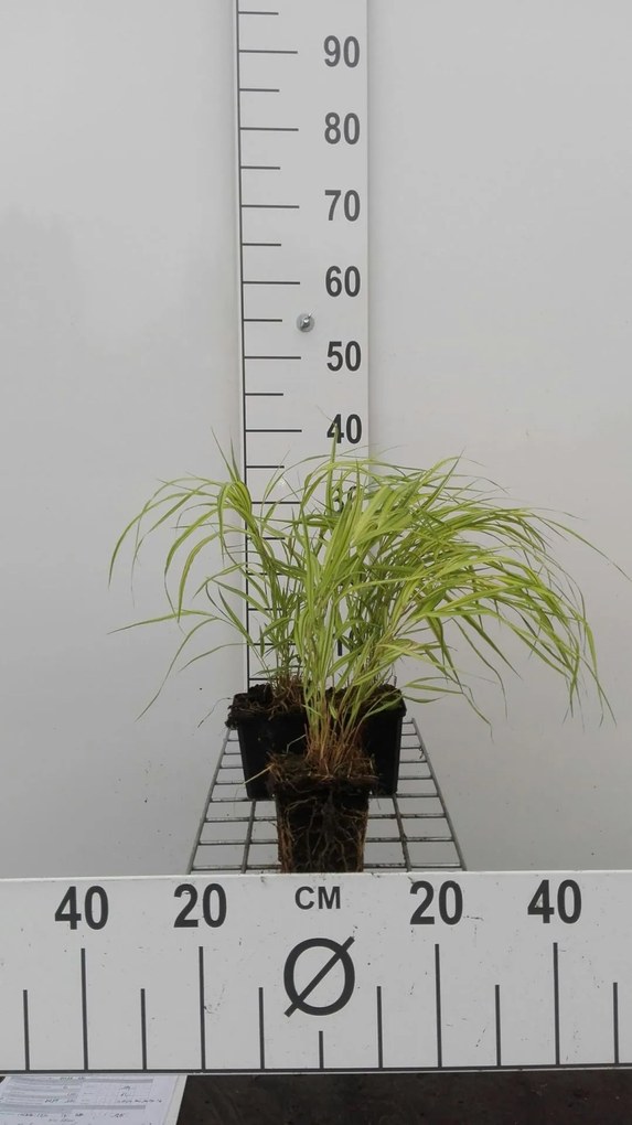 Hakonechloa macra 'Aureola' - pot 9x9 cm -