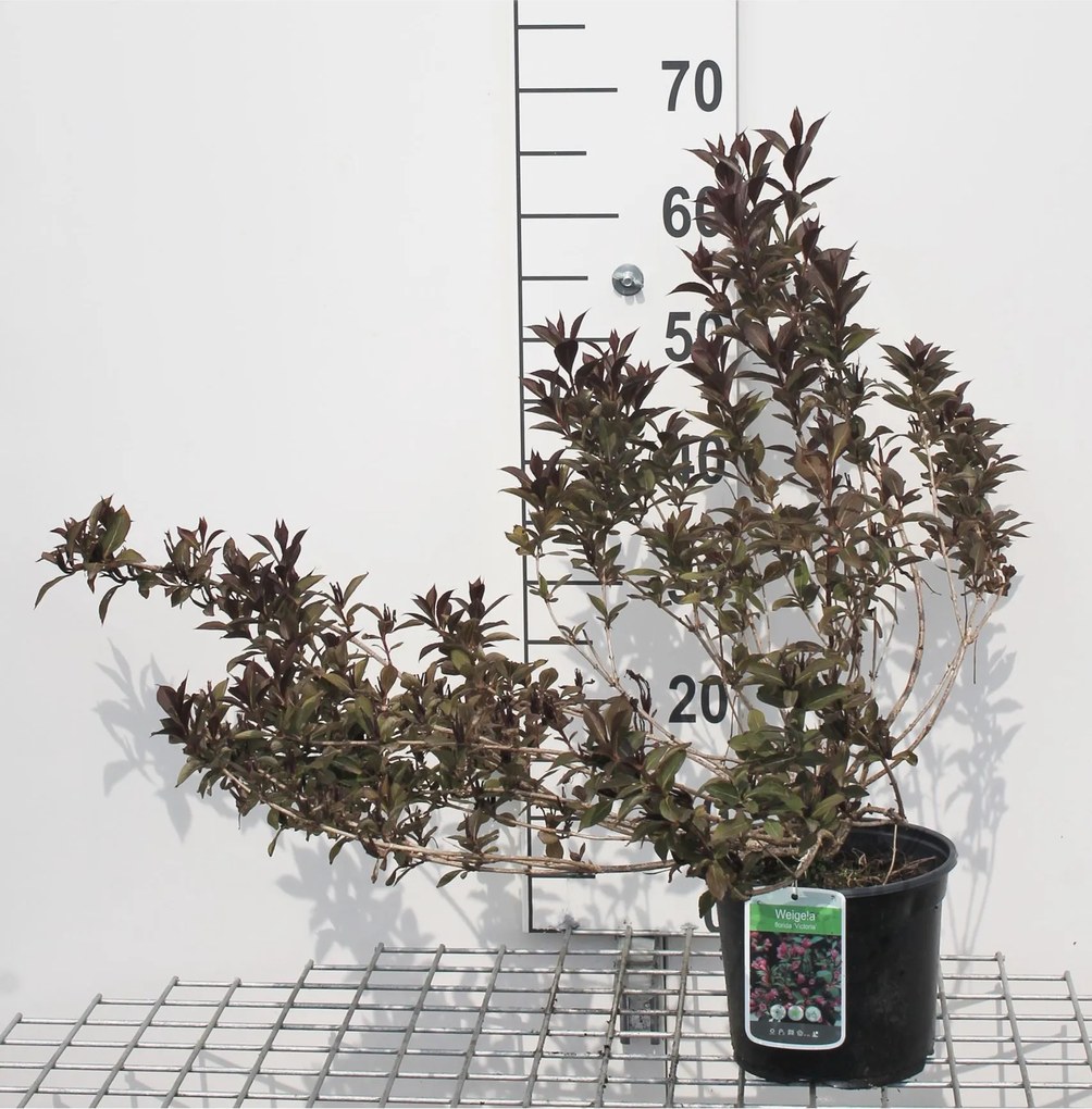 Weigela florida 'Victoria' - pot - 50-60 cm