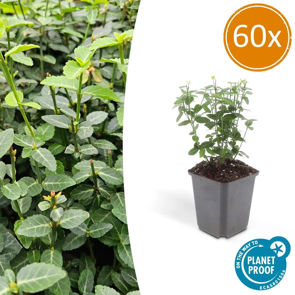Euonymus fortunei radicans - 20cm