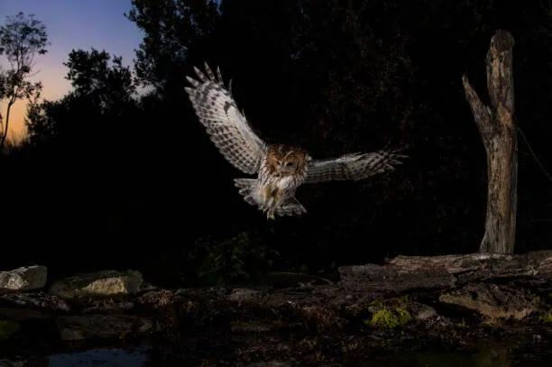 Kunstfotografie Tawny owl flying in the forest at night, Spain, AlfredoPiedrafita, (40 x 26.7 cm)