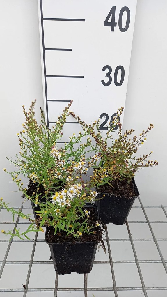 Aster ericoides 'Golden Spray' - pot 9x9 cm