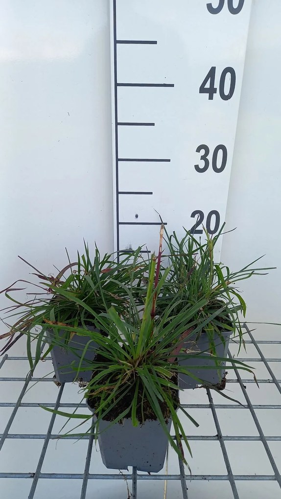 Dianthus carthusianorum - pot 9x9 cm -